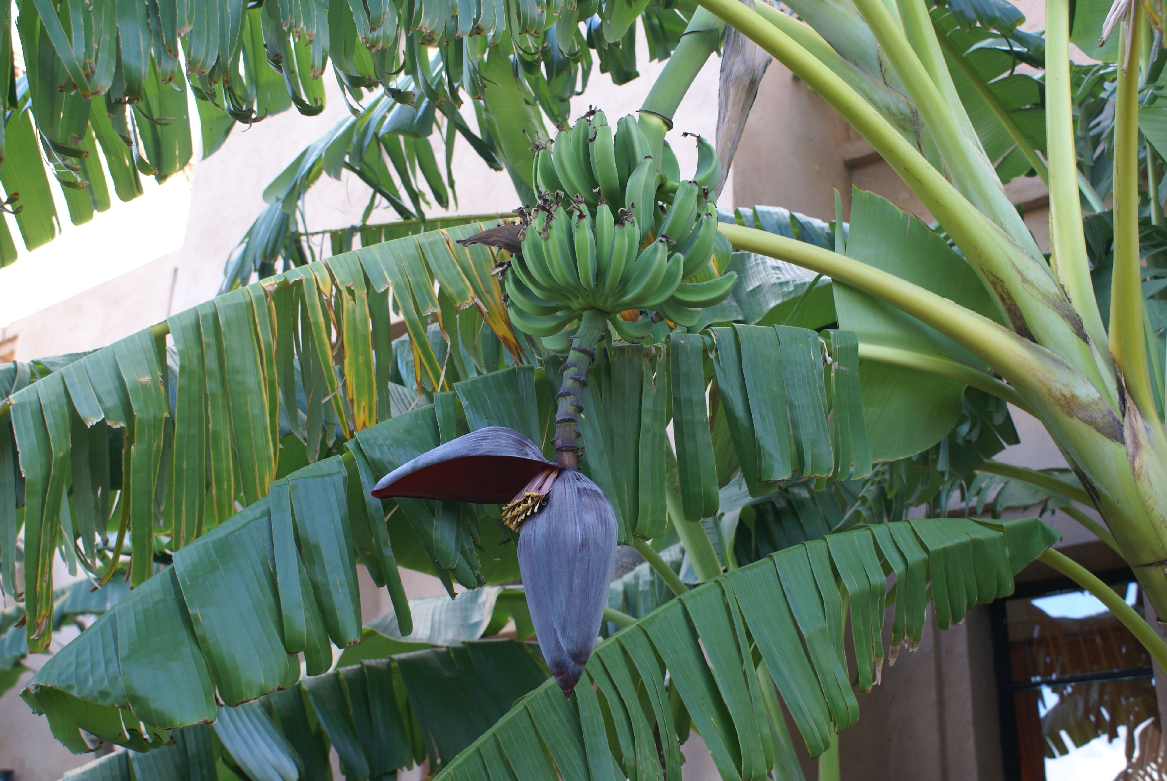 Un banano con plátanos verdes y una flor grande.