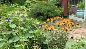 A garden with a sign reading "The One Cat" and various plants and flowers.