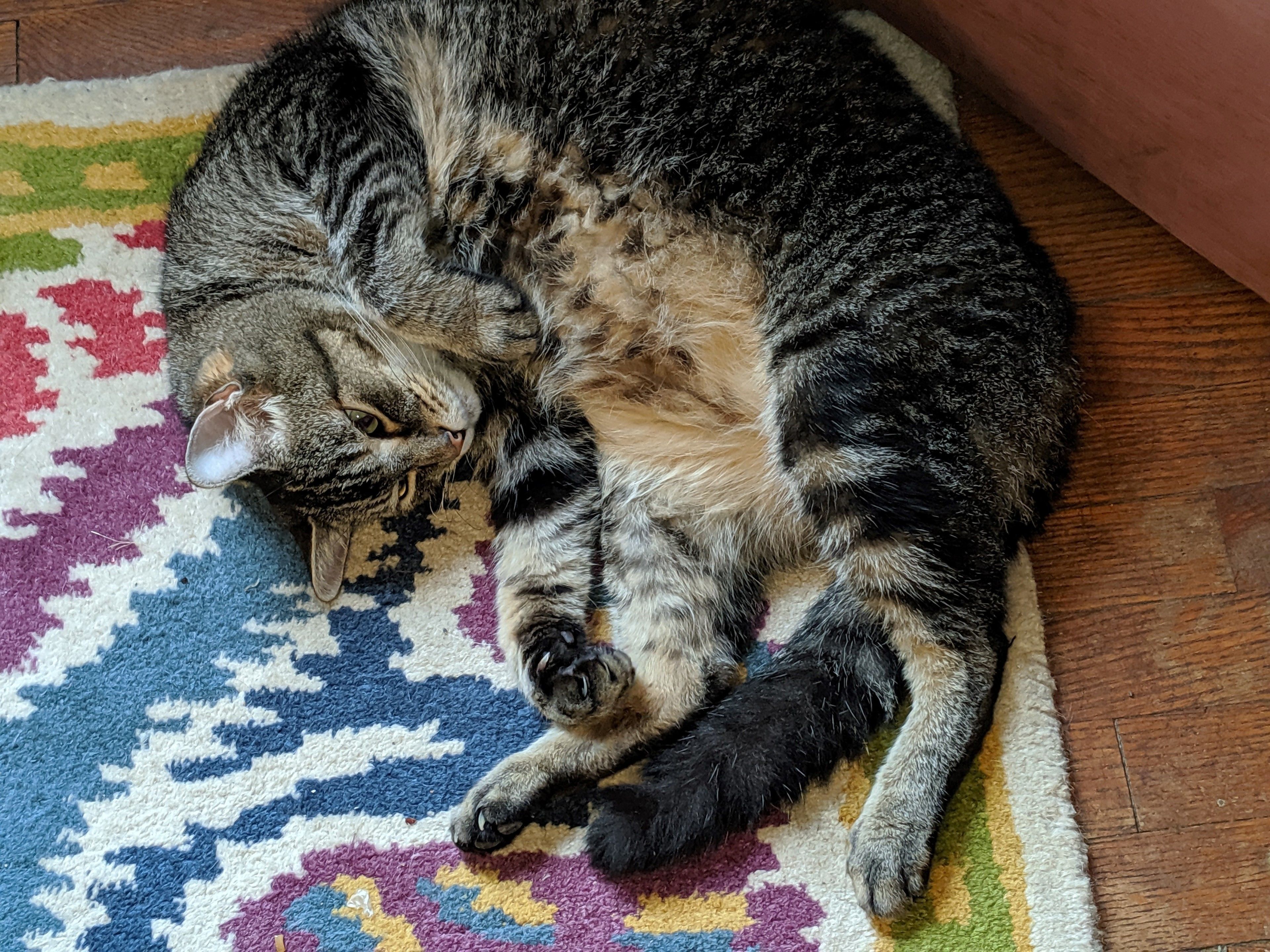 A cat lying on a patterned rug.
