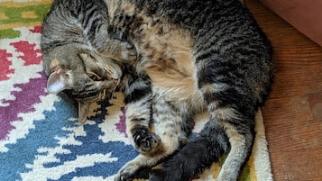 A cat lying on a patterned rug.