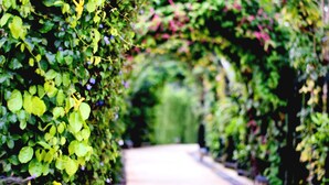 Un sentier bordé d’une végétation luxuriante et de plantes en fleurs, qui mène à une zone abritée.