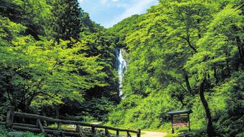 Paisaje natural con cascada, vegetación exuberante y un puente de madera.