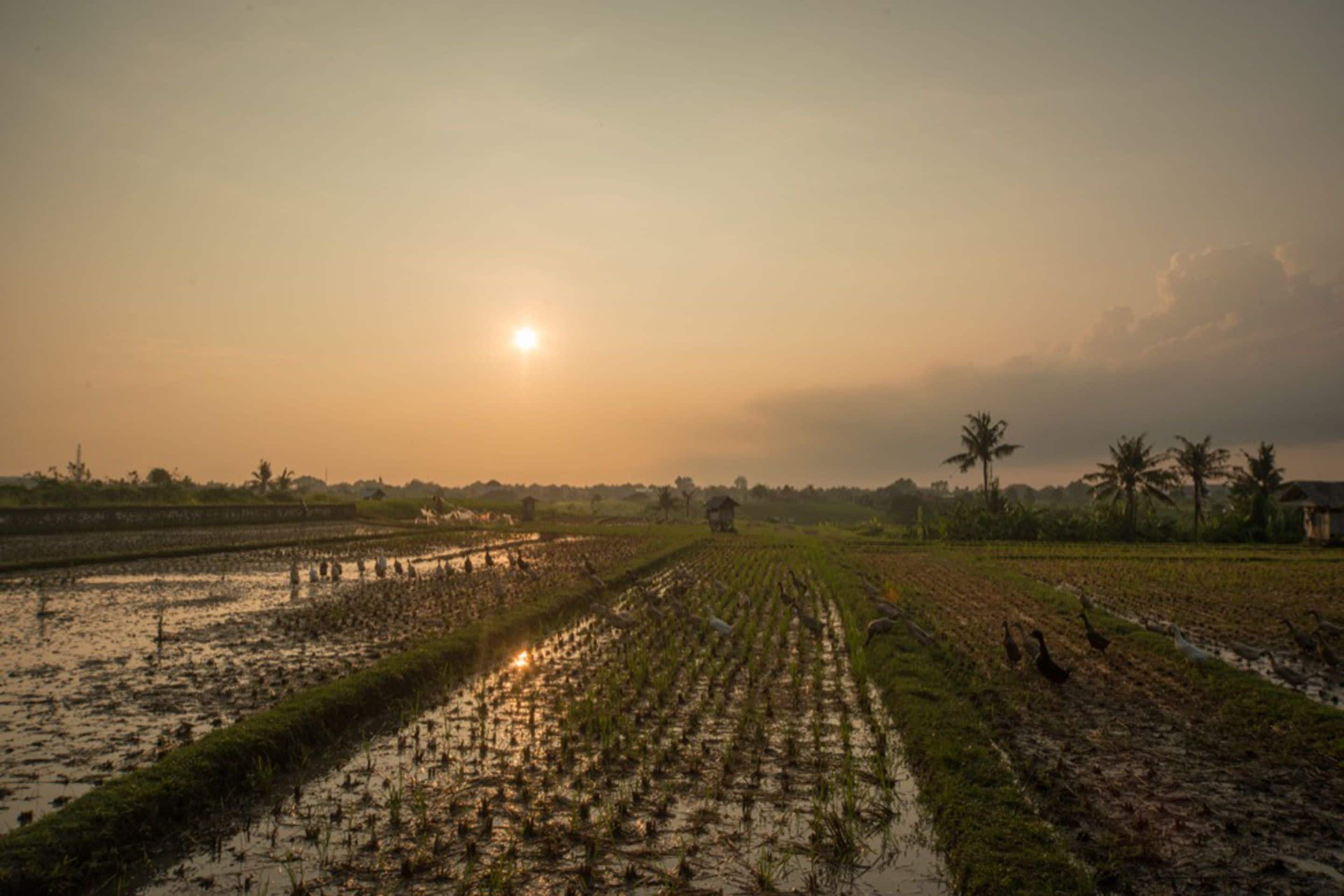 Un campo agrícola inundado con hileras de cultivos y algunas aves.