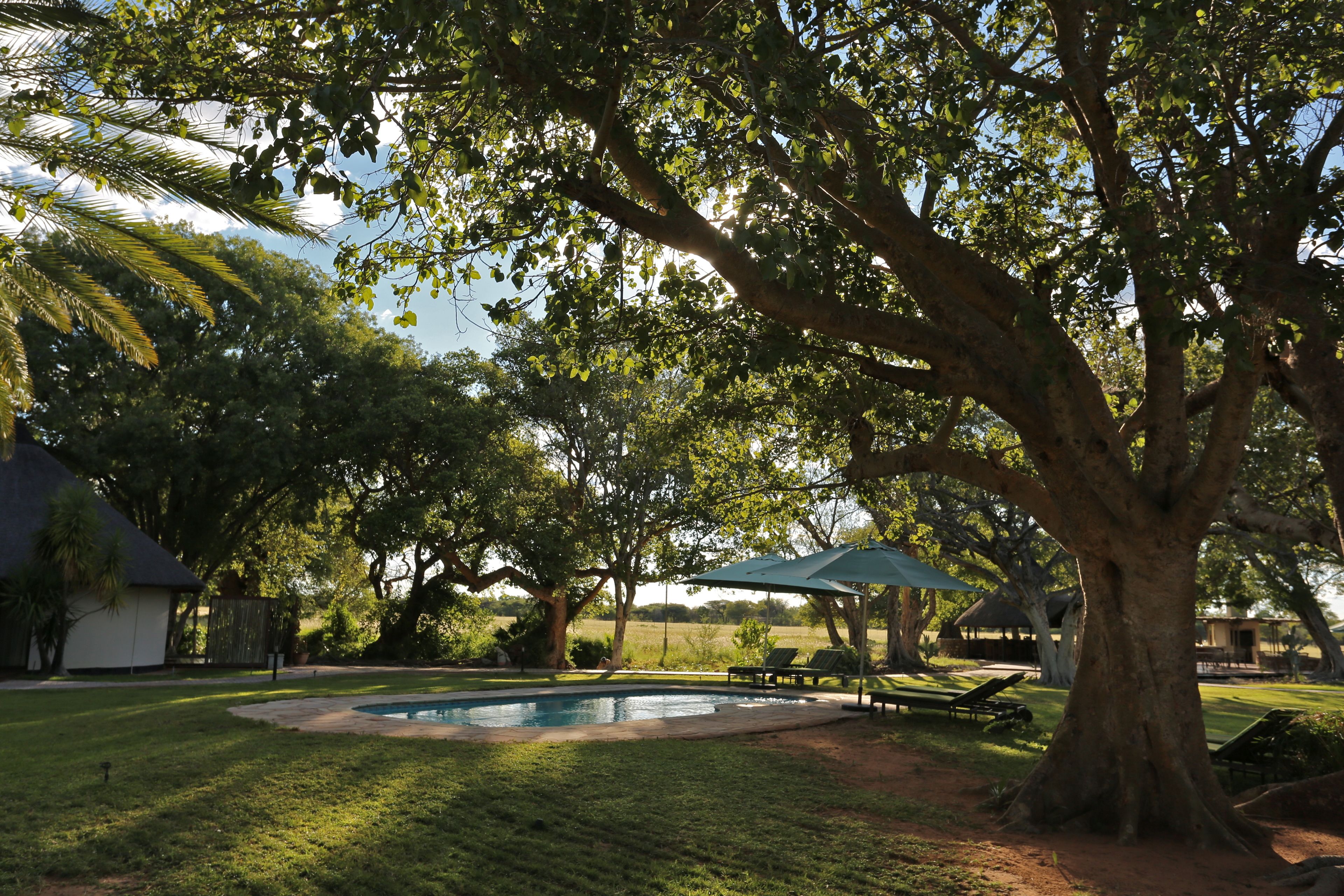 A backyard with a swimming pool, lounge chairs, and a large tree.