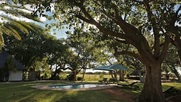A backyard with a swimming pool, lounge chairs, and a large tree.