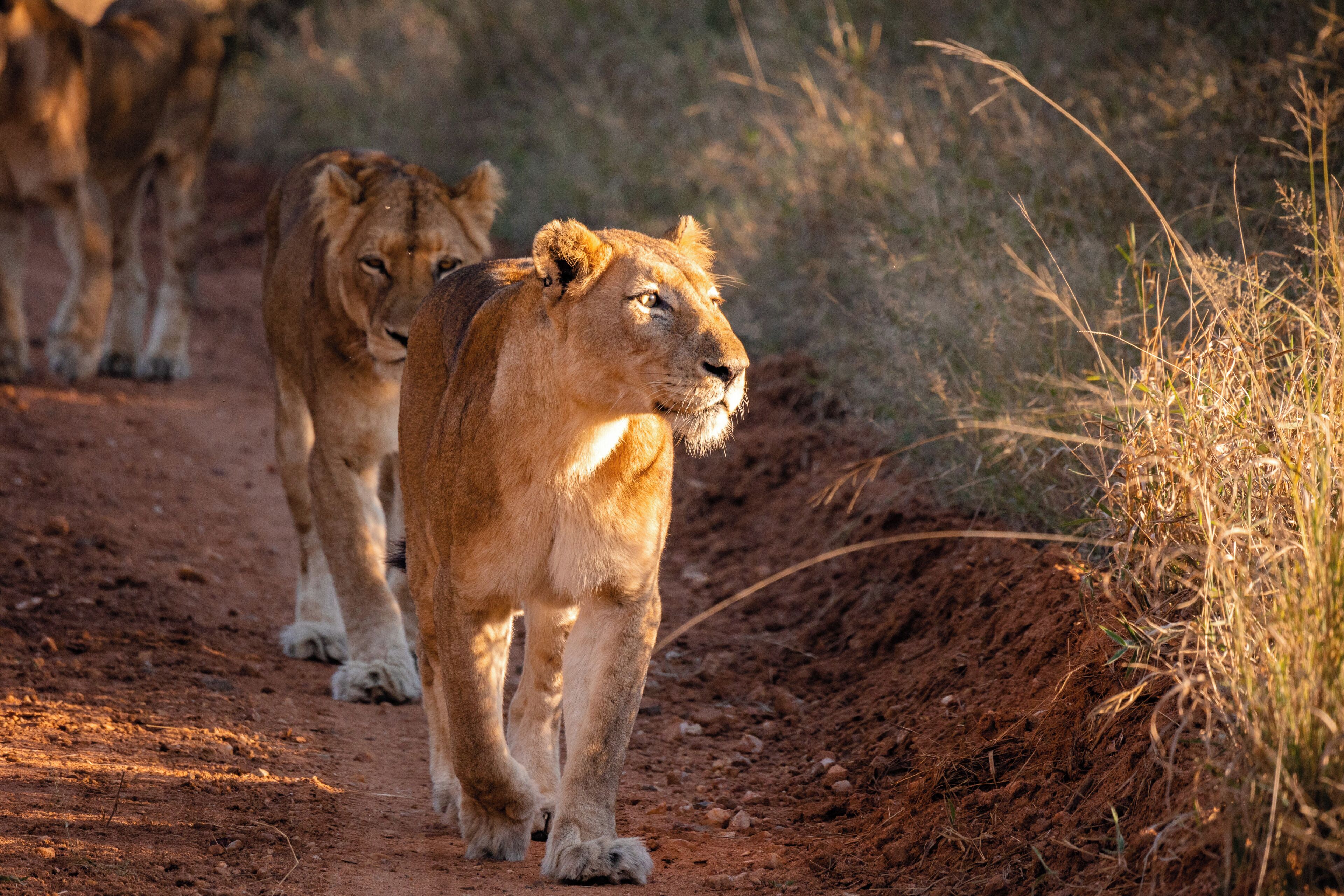 Un sendero de tierra con leones caminando.