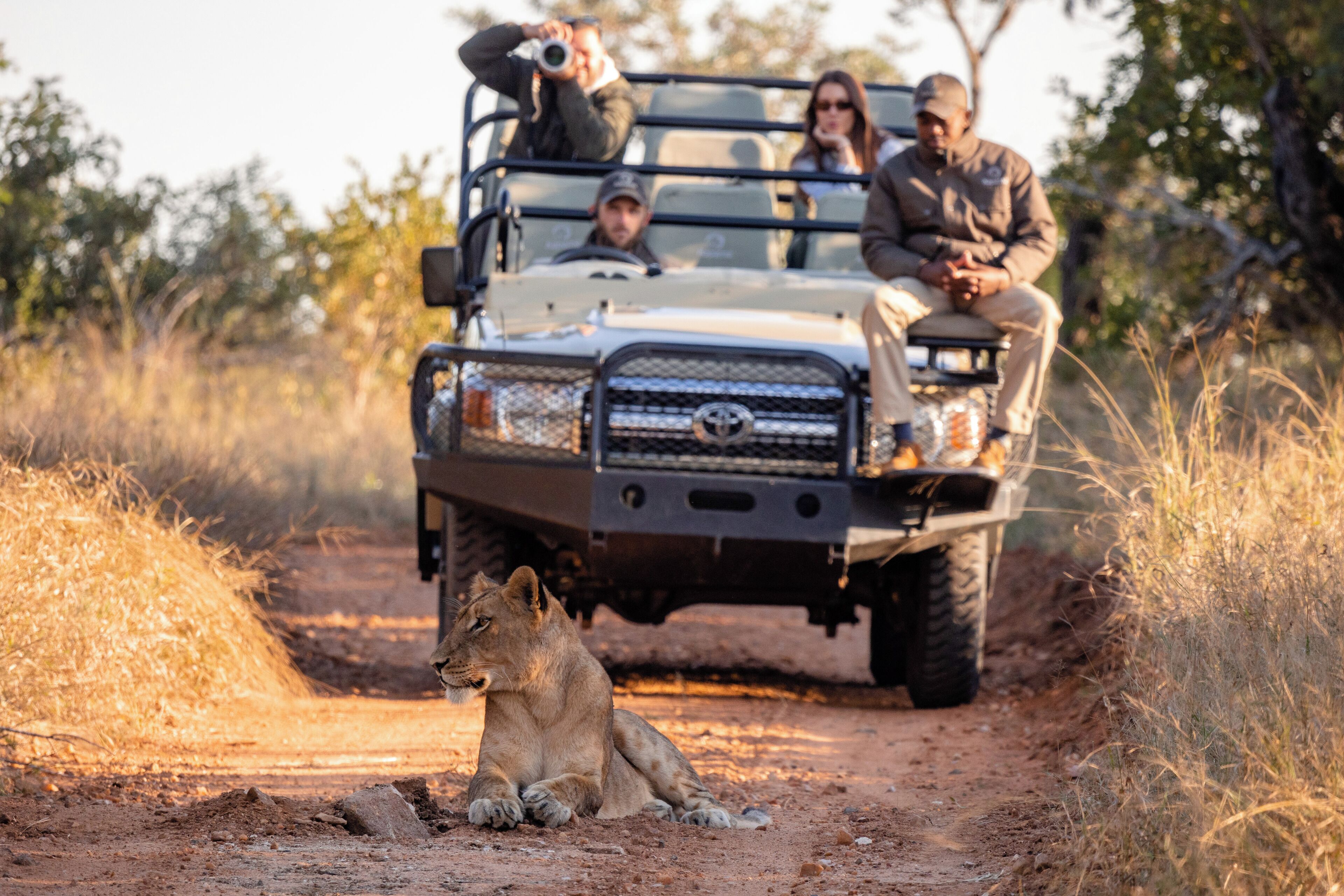 A safari vehicle with passengers and a lion on a dirt path.