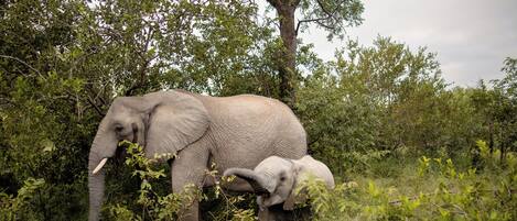An elephant and a calf in a natural setting with trees and vegetation.