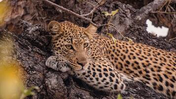 A leopard resting on a tree branch.