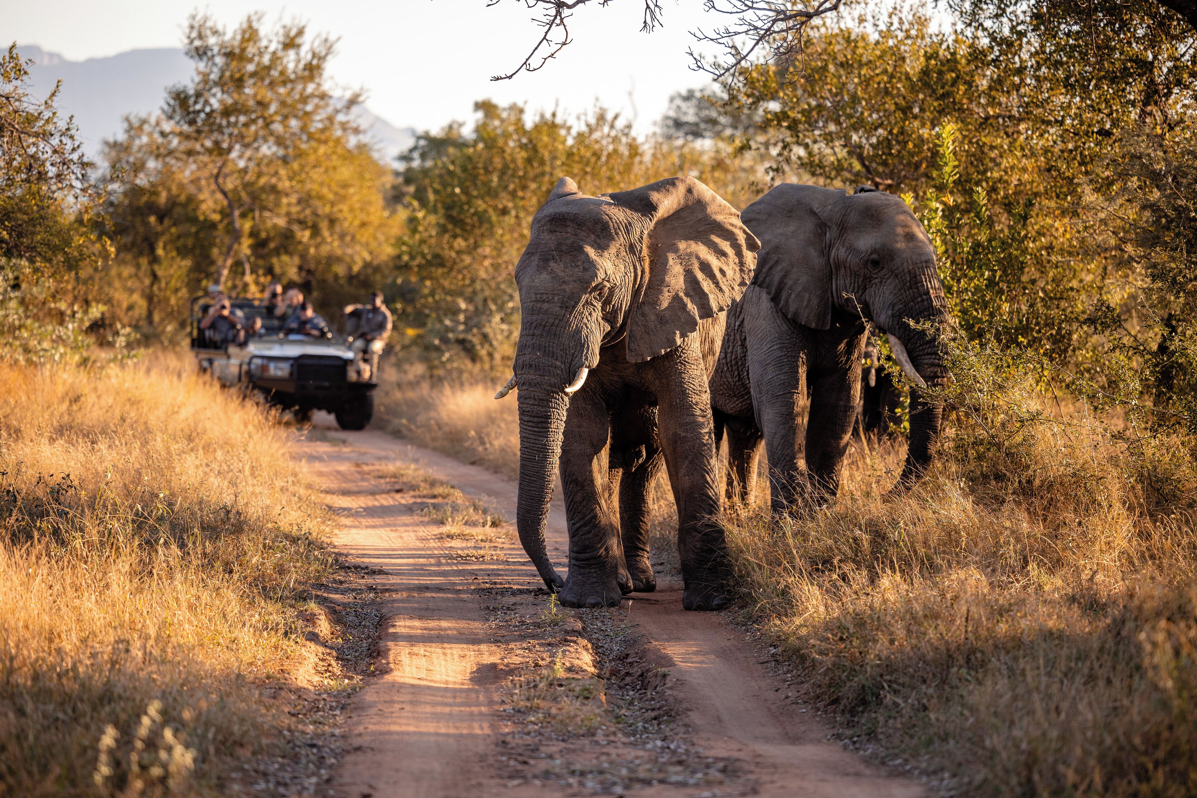 Elephants walking on a dirt road with a vehicle and people in the background.