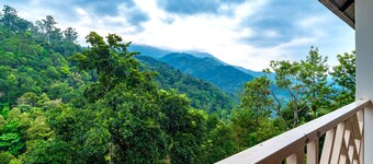 Tea Harvester Munnar