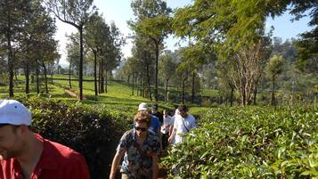Un grupo de personas caminando por una exuberante plantación de té verde, con hileras de arbustos de té y árboles altos al fondo.