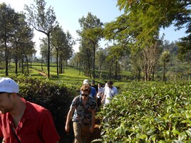 Un grupo de personas caminando por una exuberante plantación de té verde, con hileras de arbustos de té y árboles altos al fondo.