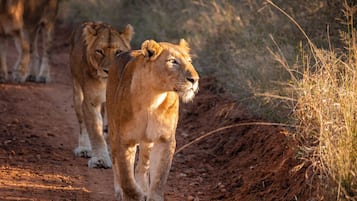 Un sentier de terre où l'on peut voir des lions se promener.
