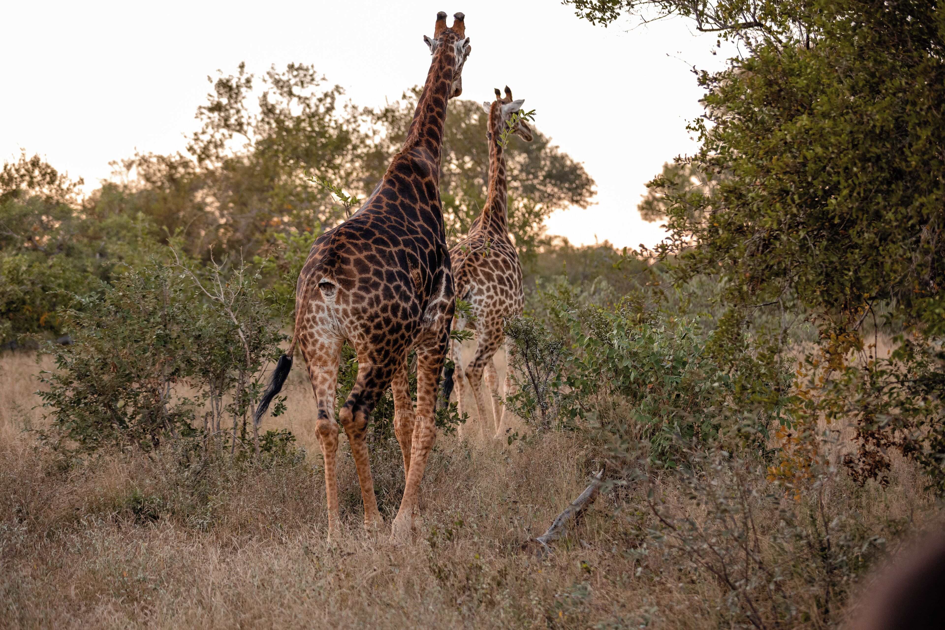 Safari