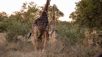 Safari