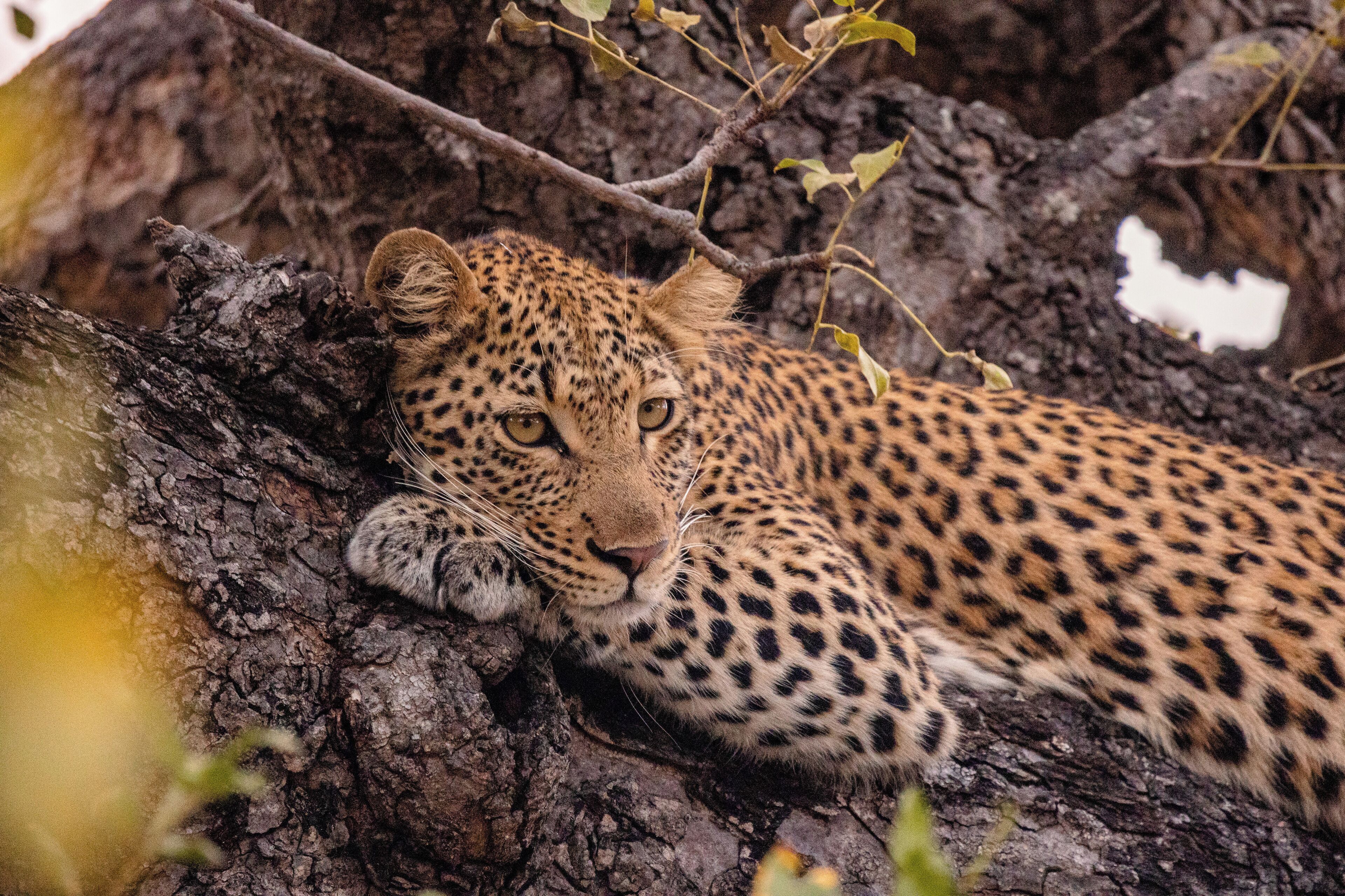 Safari