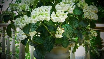 A potted hydrangea plant with large green leaves and white flowers.