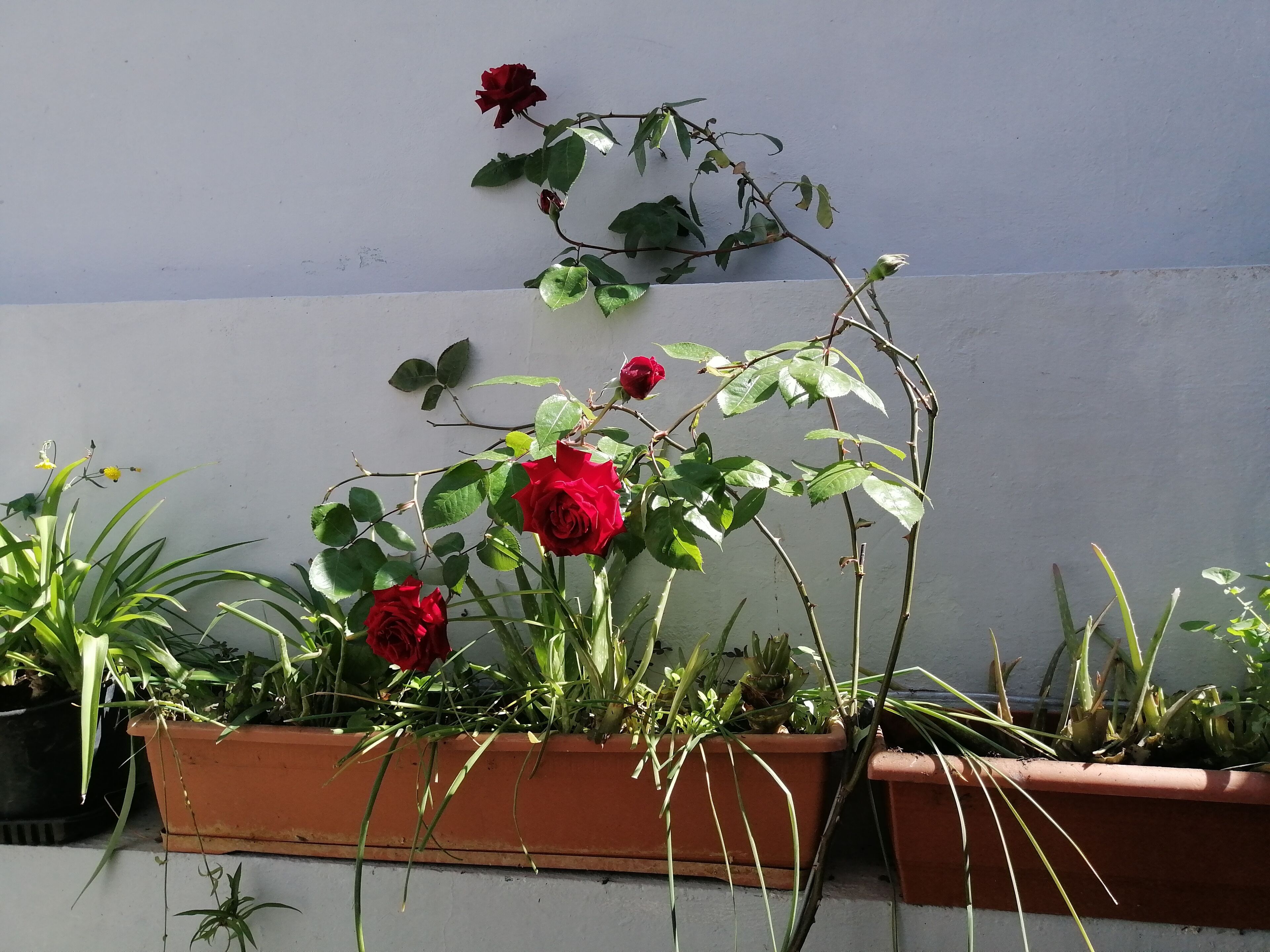 ห้องสแตนดาร์ดดับเบิลหรือทวิน | ลานระเบียง/นอกชาน