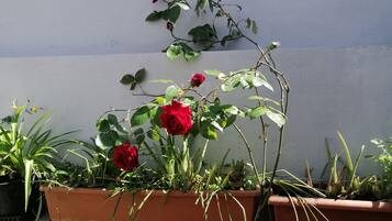 Habitación estándar con 1 cama doble o 2 individuales | Terraza o patio