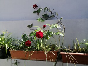 Standard Double or Twin Room | Terrace/patio