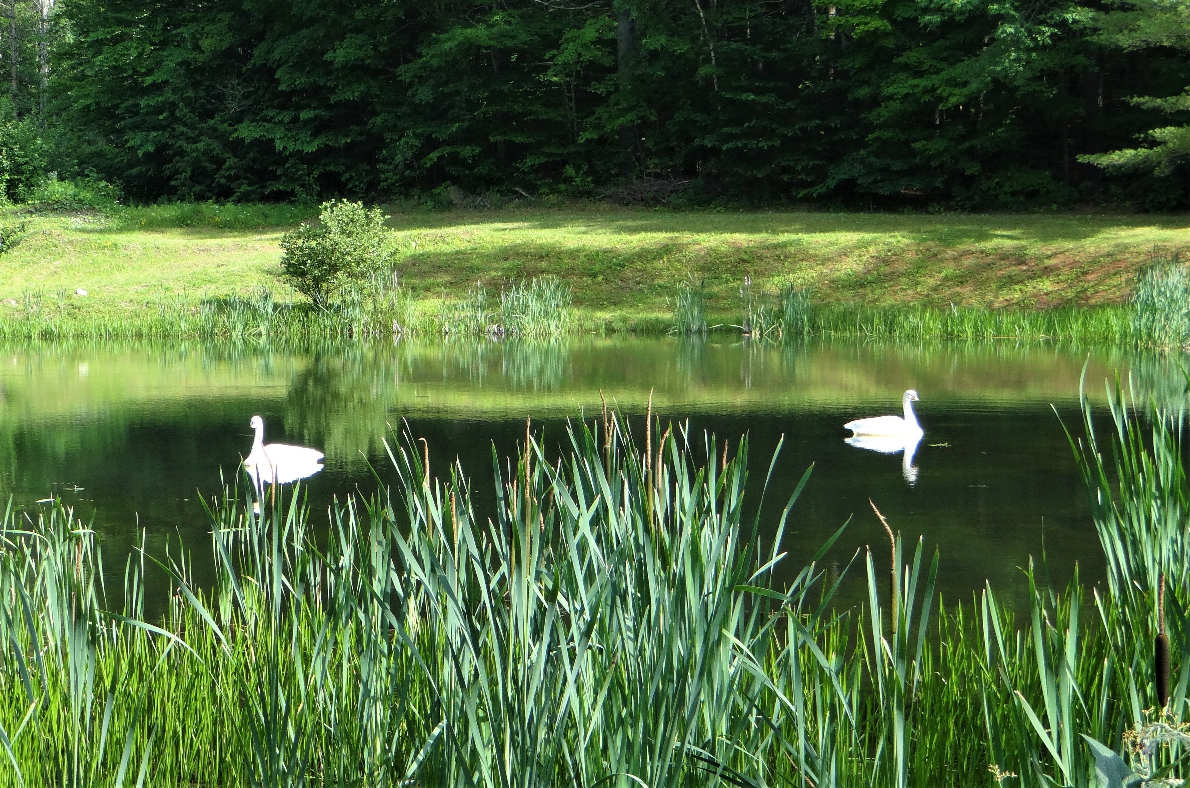 A serene pond with two swans swimming, surrounded by lush greenery and trees.
