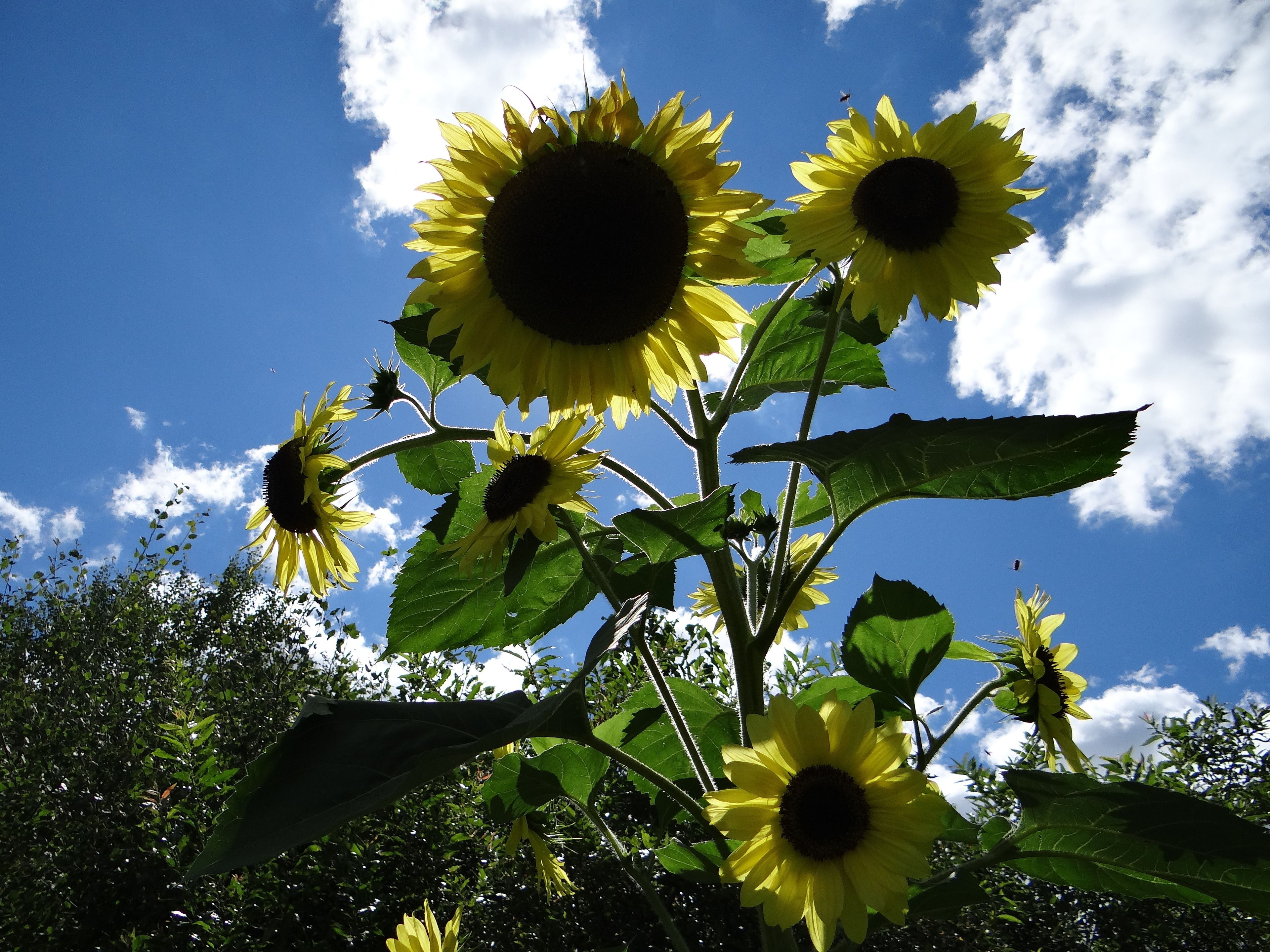 Un champ de tournesols sous un ciel bleu azur.