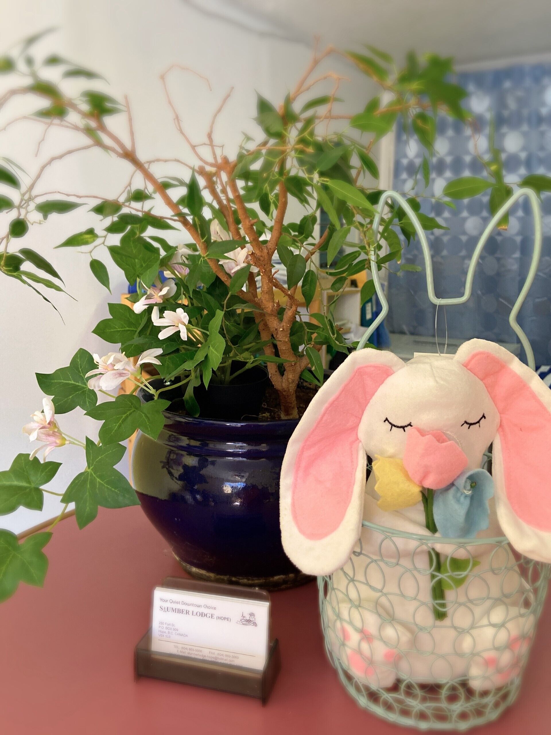 Una planta en maceta con flores blancas, un conejo de peluche y un pequeño letrero.