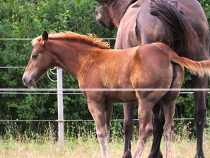 Two horses standing next to each other in a fenced area with greenery in the background.
