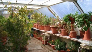 Un invernadero con macetas de terracota dispuestas en estantes, diversas plantas y una estructura de techo inclinado.