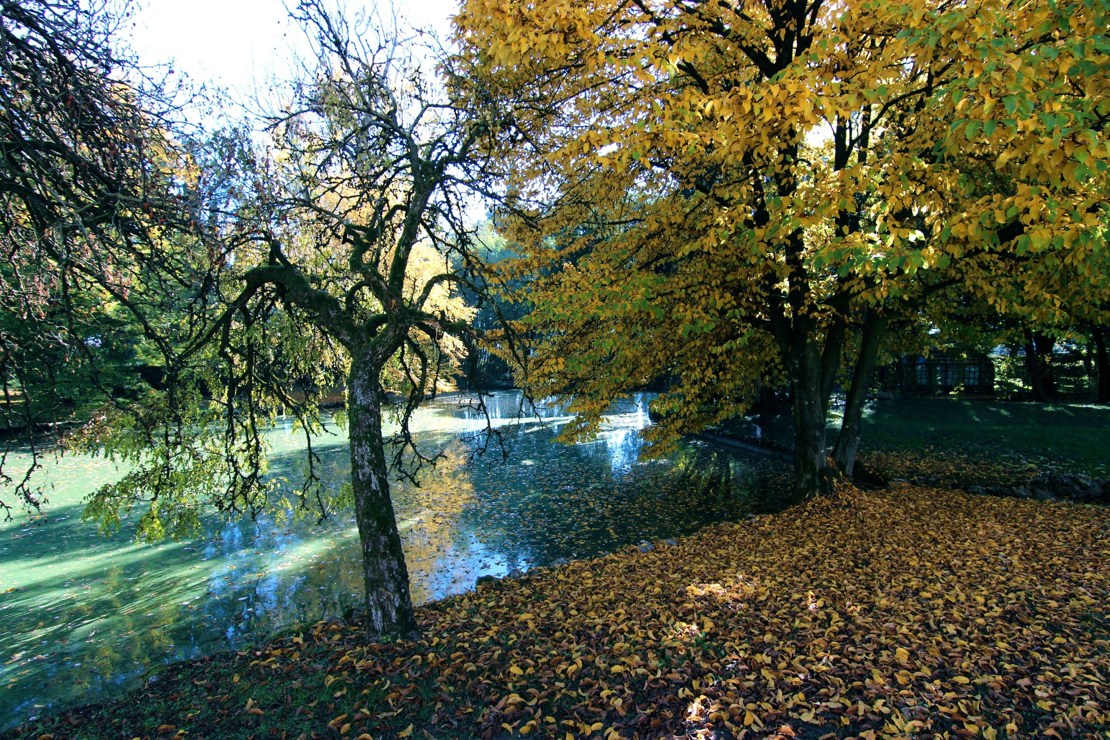 A park with a pond, trees, and a grassy area.