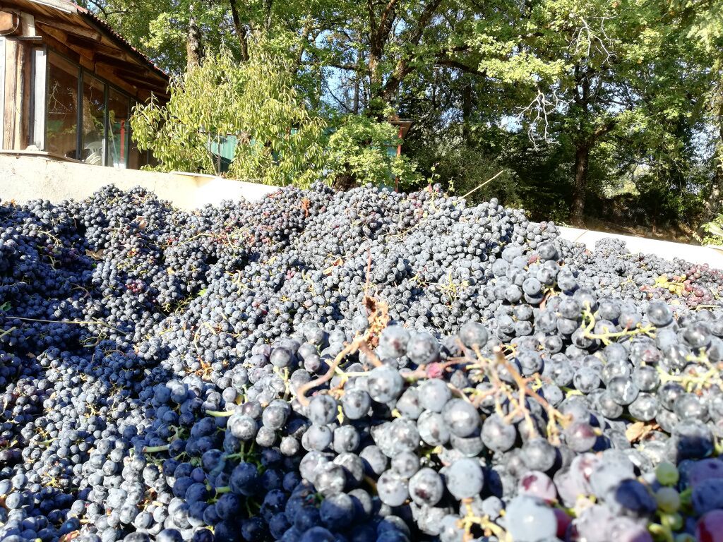 A vineyard with rows of grapevines and a building in the background.