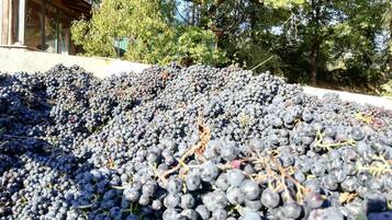 A vineyard with rows of grapevines and a building in the background.