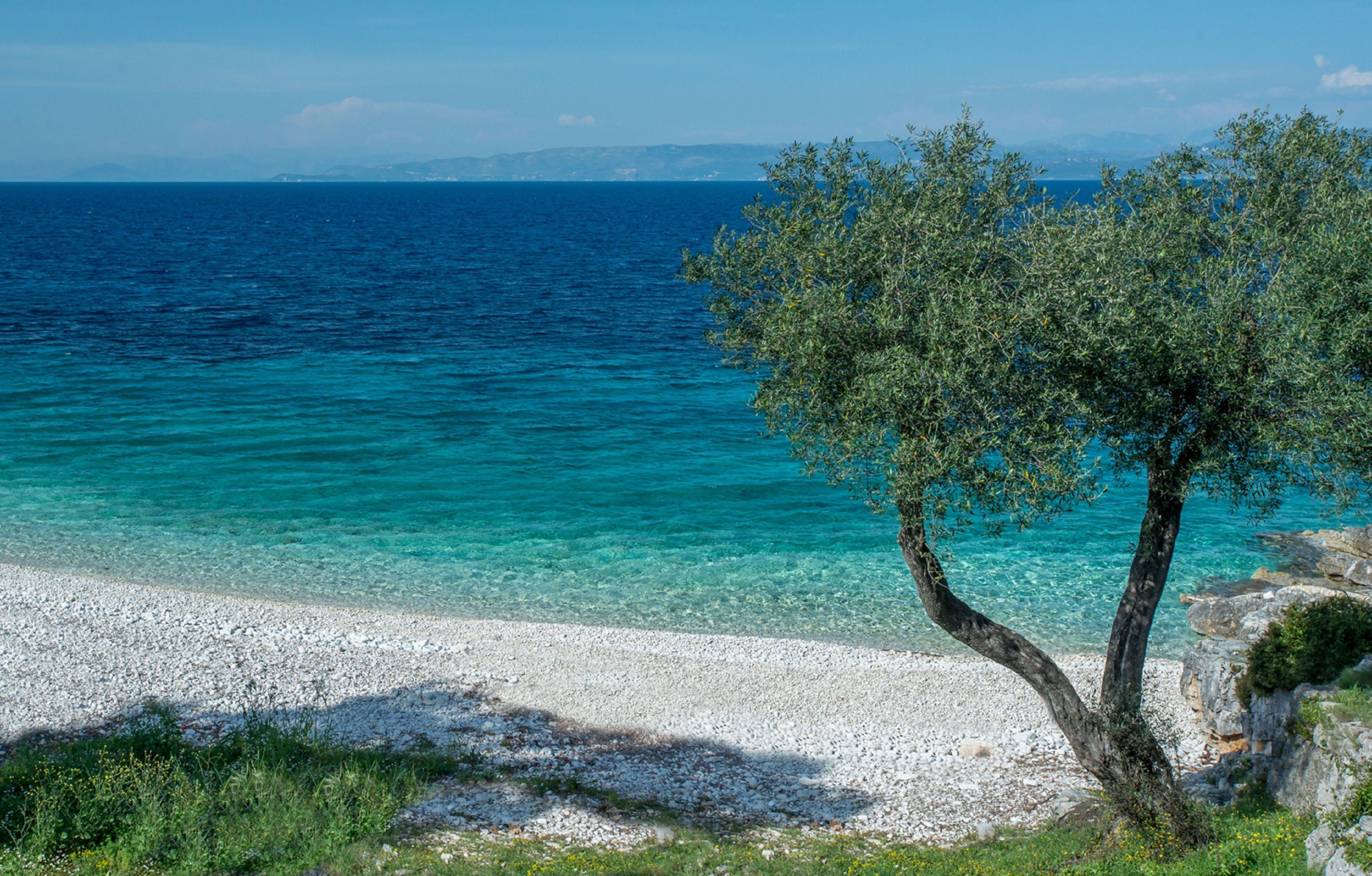 A beach with clear turquoise water, white pebbles, and olive trees.