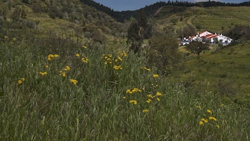 A rural landscape with a white building with a red roof, surrounded by green fields and yellow flowers.