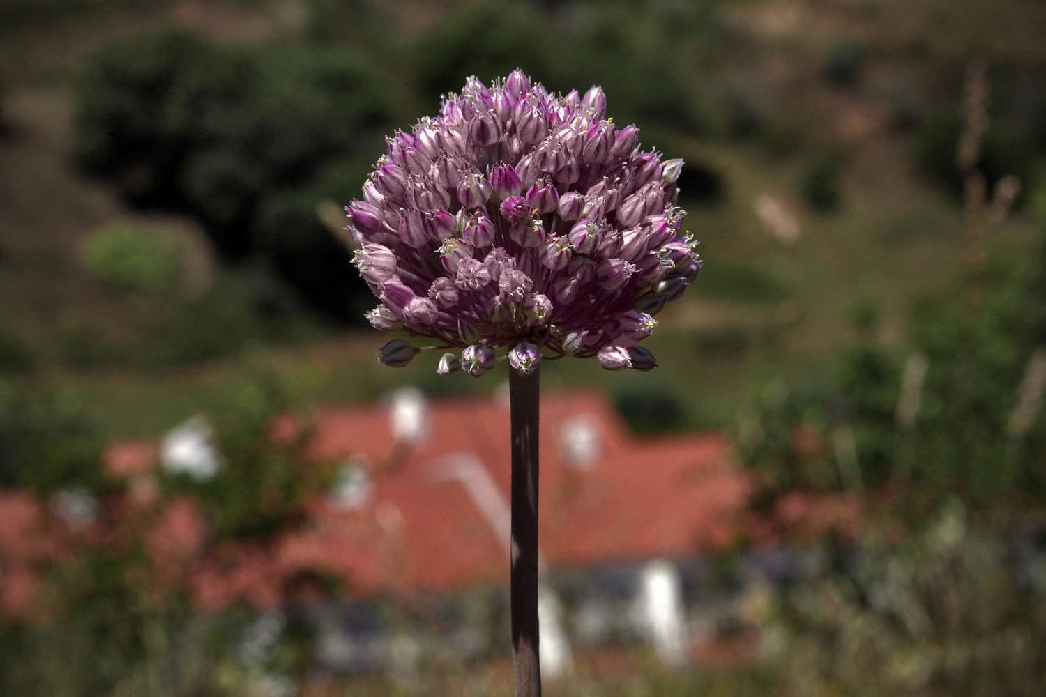 A single purple flower with a blurred background of greenery and red-roofed buildings.
