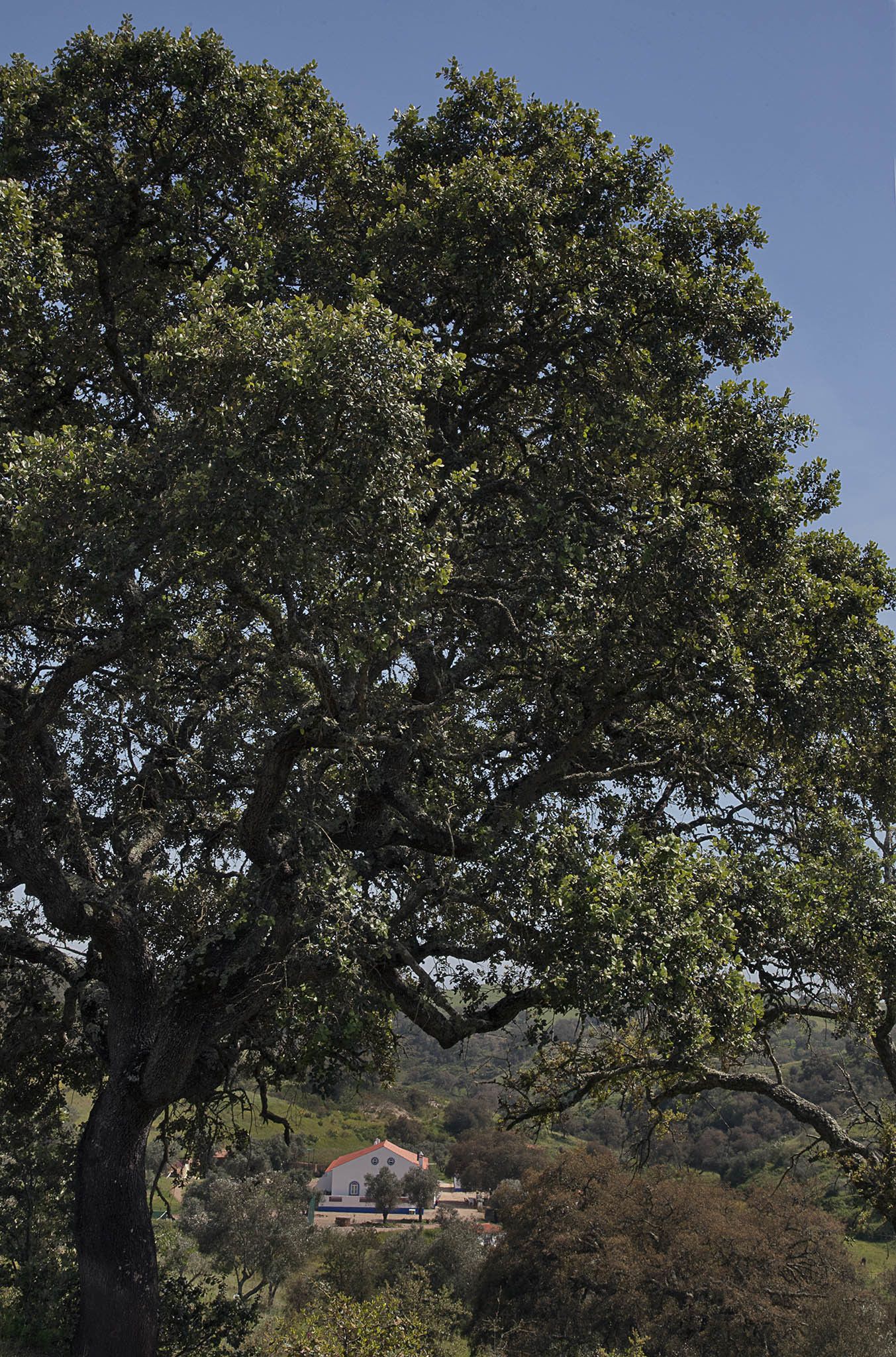 A large tree with a house in the background.