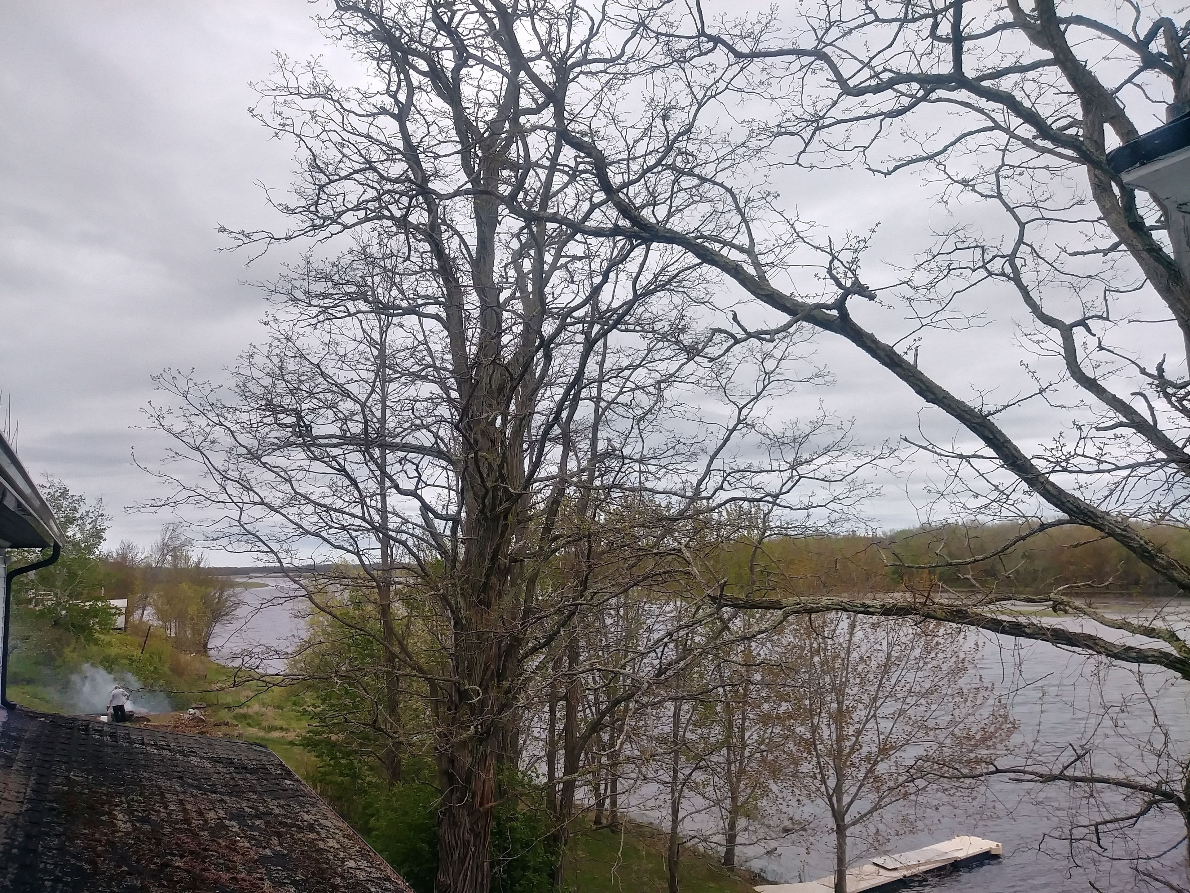 A view of a lake with trees and a dock.