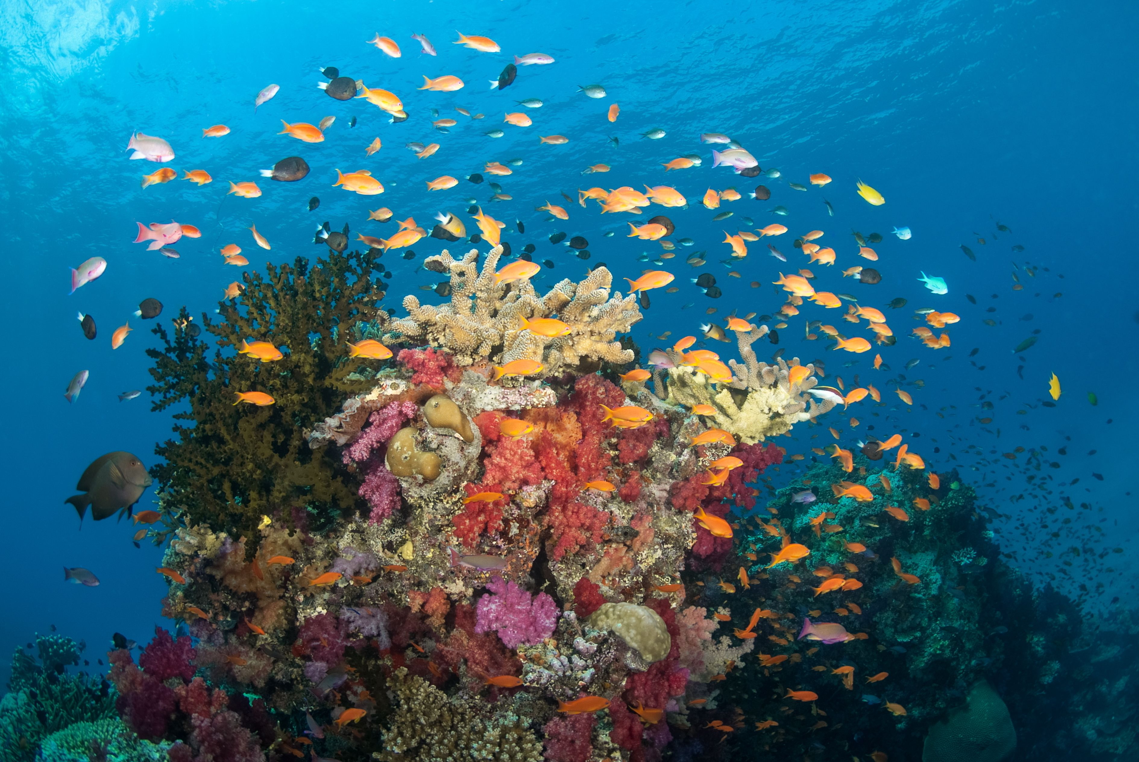 A vibrant coral reef with diverse fish species and a variety of colorful corals.
