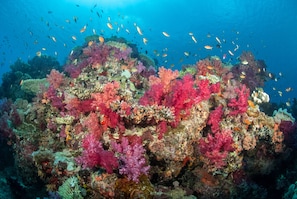 A vibrant coral reef with diverse fish species swimming around. - Paradise Taveuni (Taveuni Island West)