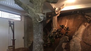 A tree with a metal structure attached to its trunk, a stone wall, and a window with bars. - Rainforest Lodge (Deniyaya)