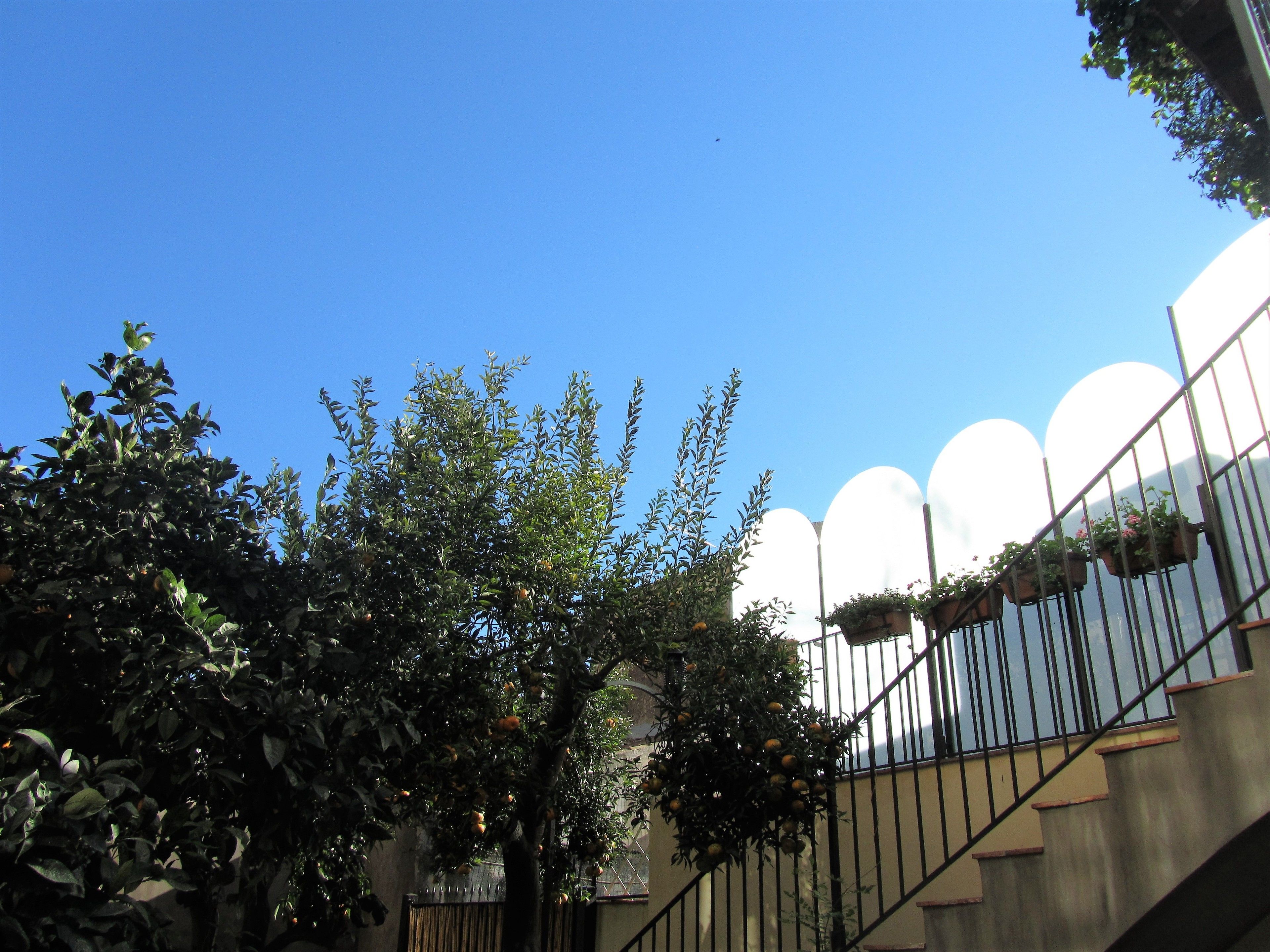 A clear blue sky, a tree with green leaves, and a metal railing with hanging flower pots.