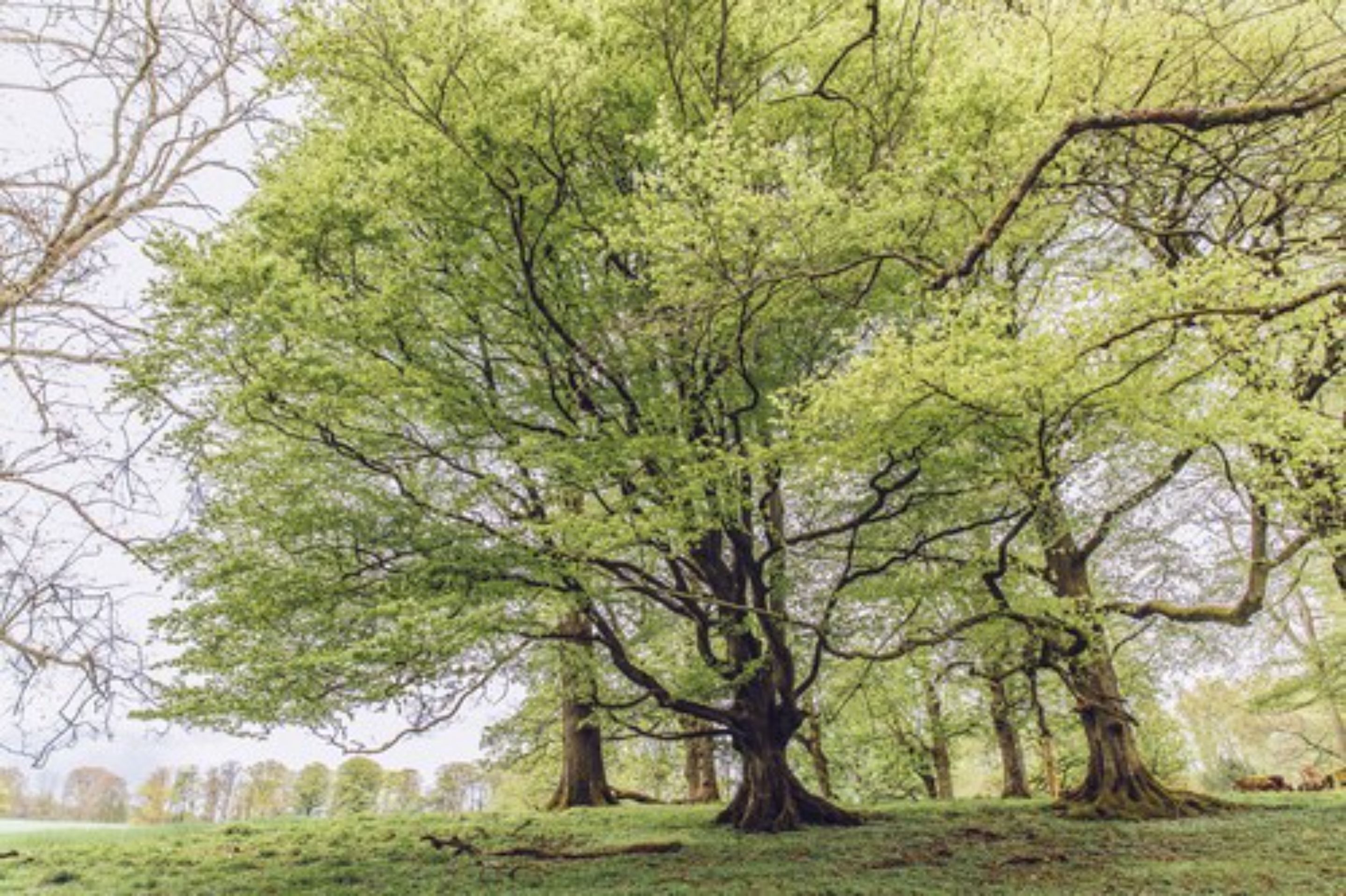 luxury suite | view from room