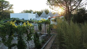 Un viñedo con hileras de vides, un camino de piedra y un edificio de fachada blanca al fondo.