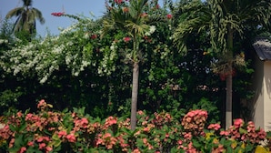 Um jardim com diversas plantas floridas e palmeiras.