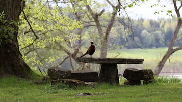 Een vogel zit op een stenen bank in een grasrijke omgeving met bomen op de achtergrond.