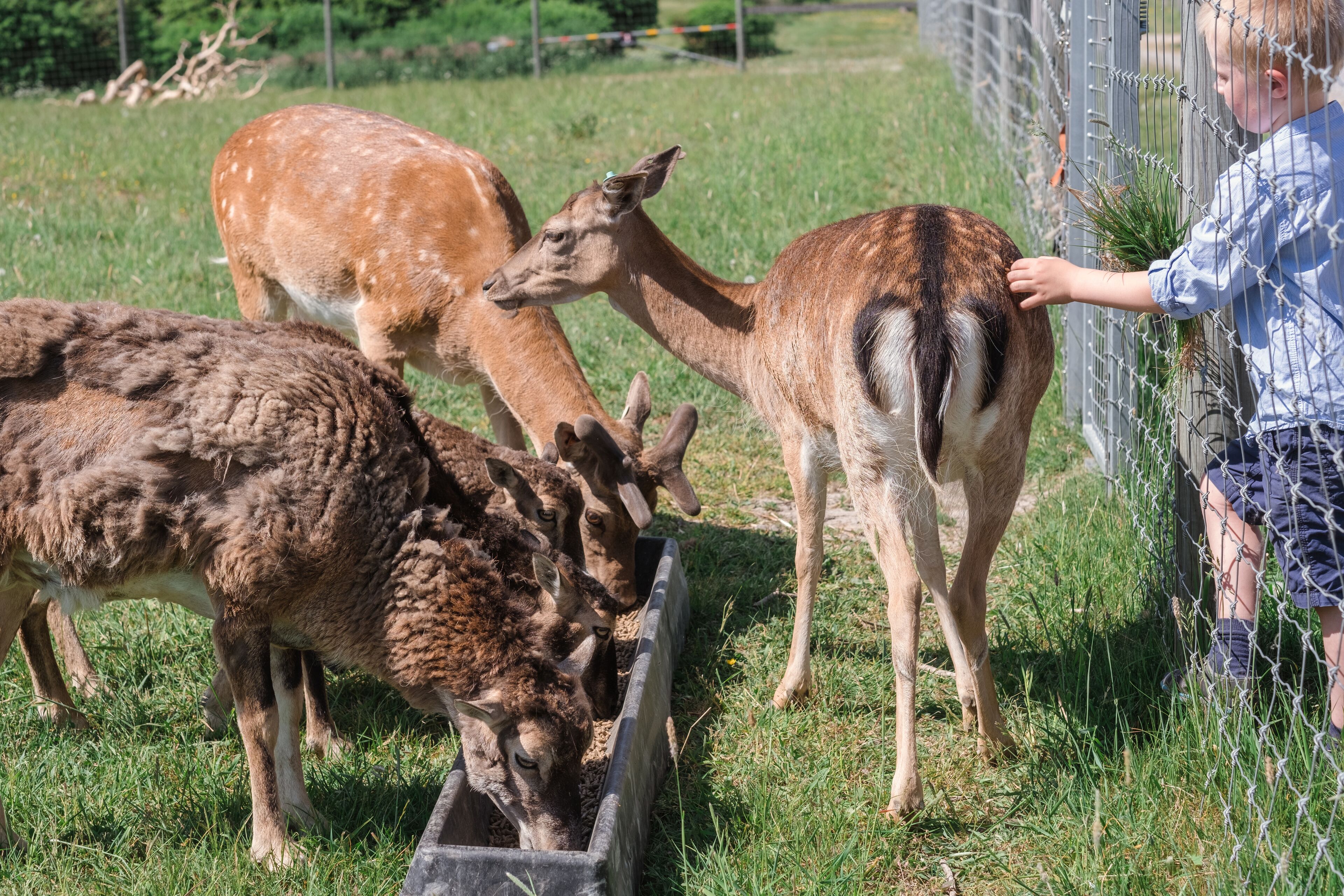 Un espacio cercado con animales, incluyendo un ciervo y una llama, y una persona interactuando con ellos.