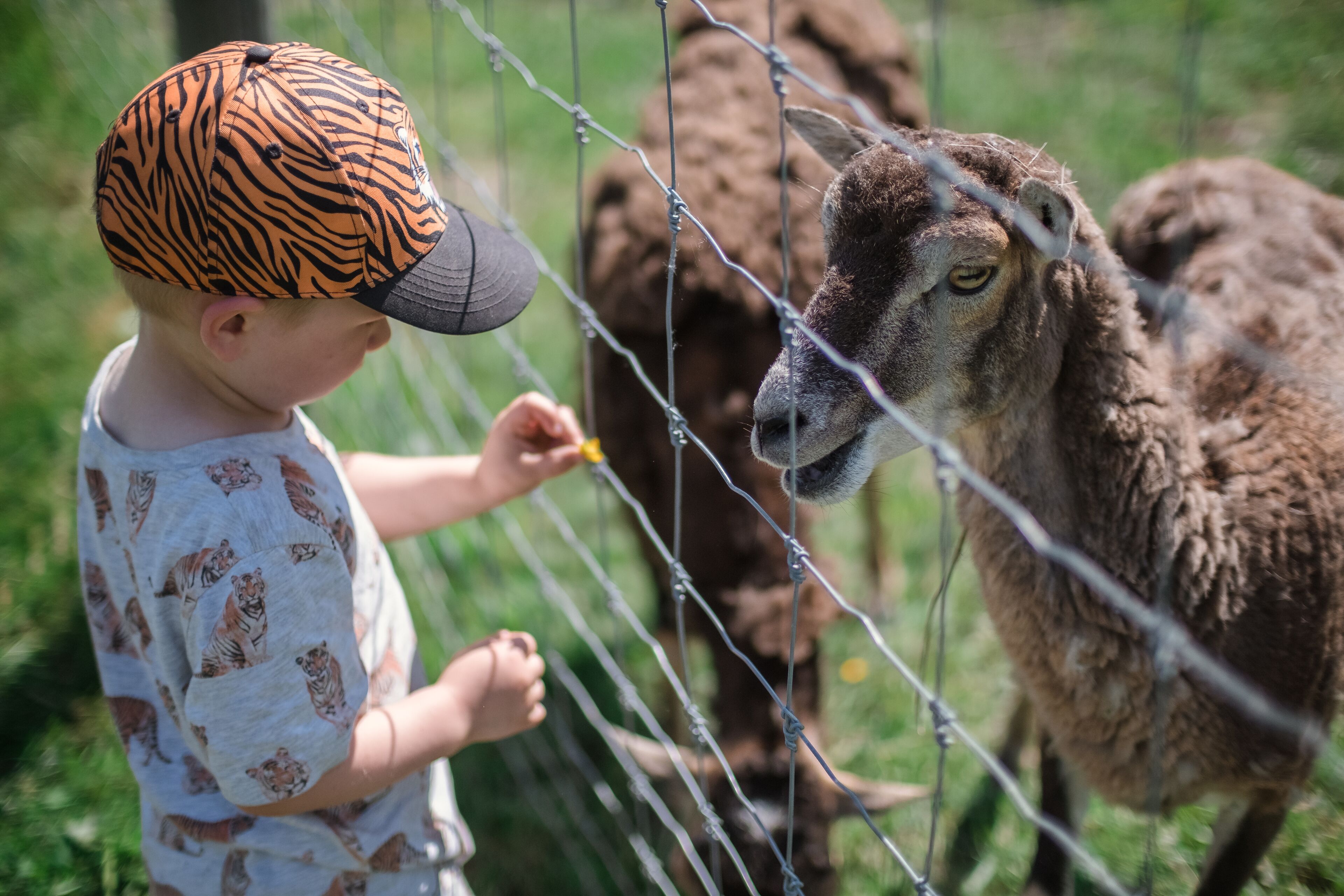 A child wearing a patterned cap and a white shirt with animal prints, interacting with a sheep behind a wire fence.