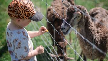 A child wearing a patterned cap and a white shirt with animal prints, interacting with a sheep behind a wire fence.