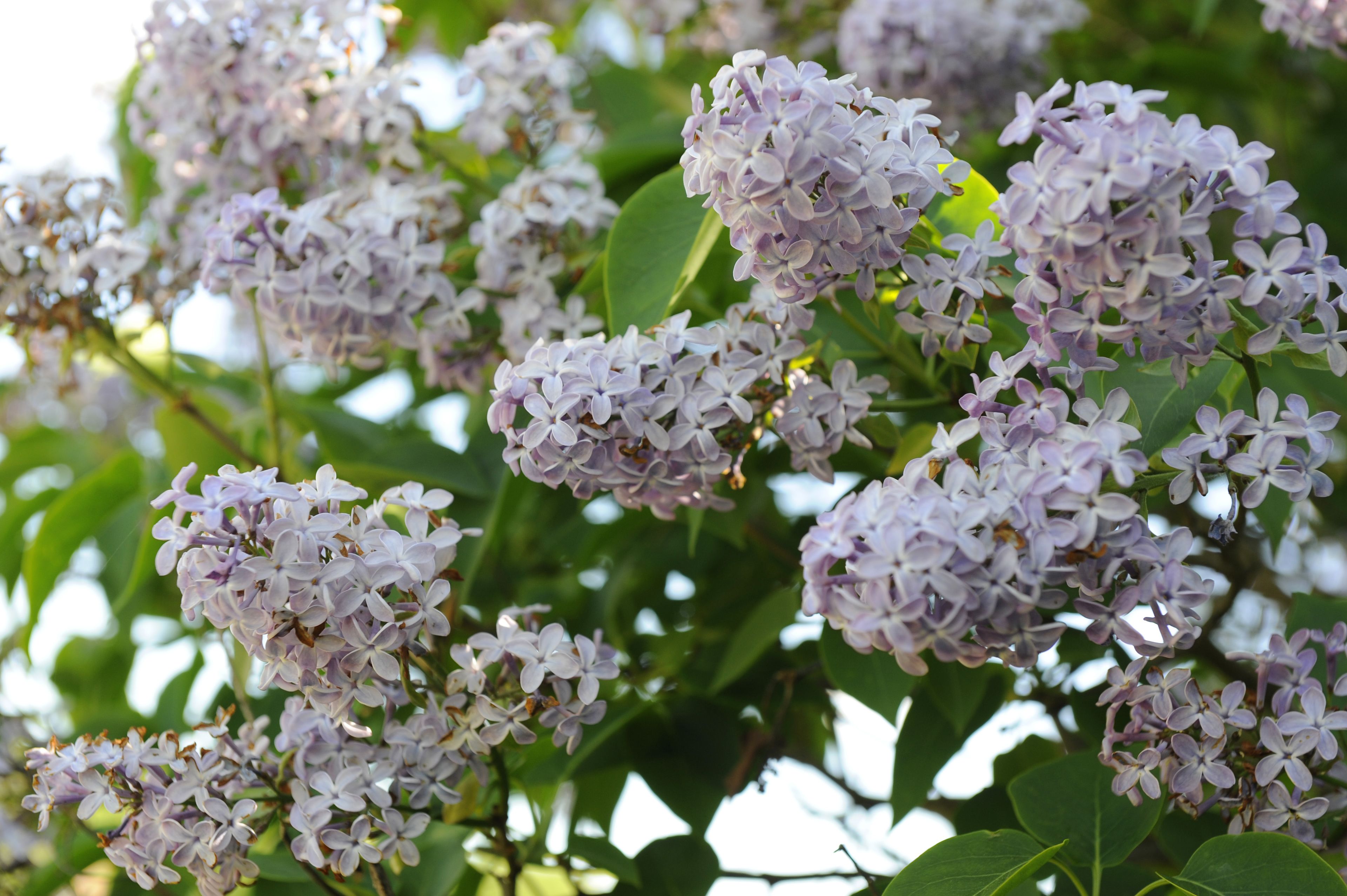 Klasser av syrenblommor med gröna blad.